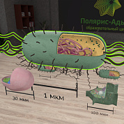 VR-курс: Биология для школьников